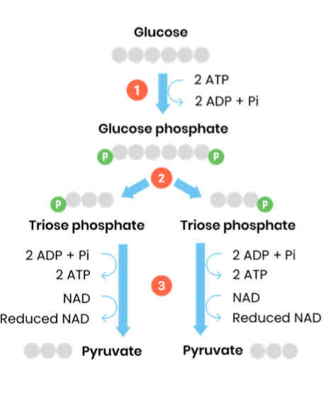 <p>1. Glucose phosphorylated to glucose phosphate ○ Using inorganic phosphates from 2 ATP</p><p>2. Hydrolysed to 2 x triose phosphate</p><p>3. Oxidised to 2 pyruvate</p><p>○ 2 NAD reduced</p><p>○ 4 ATP regenerated (net gain of 2)</p>