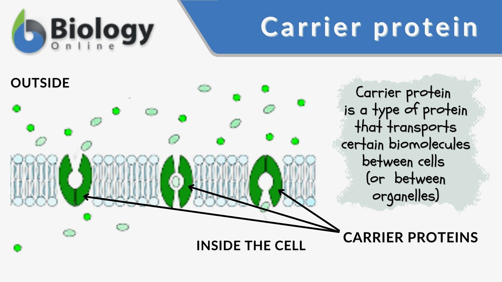 <p>Carrier Proteins </p>