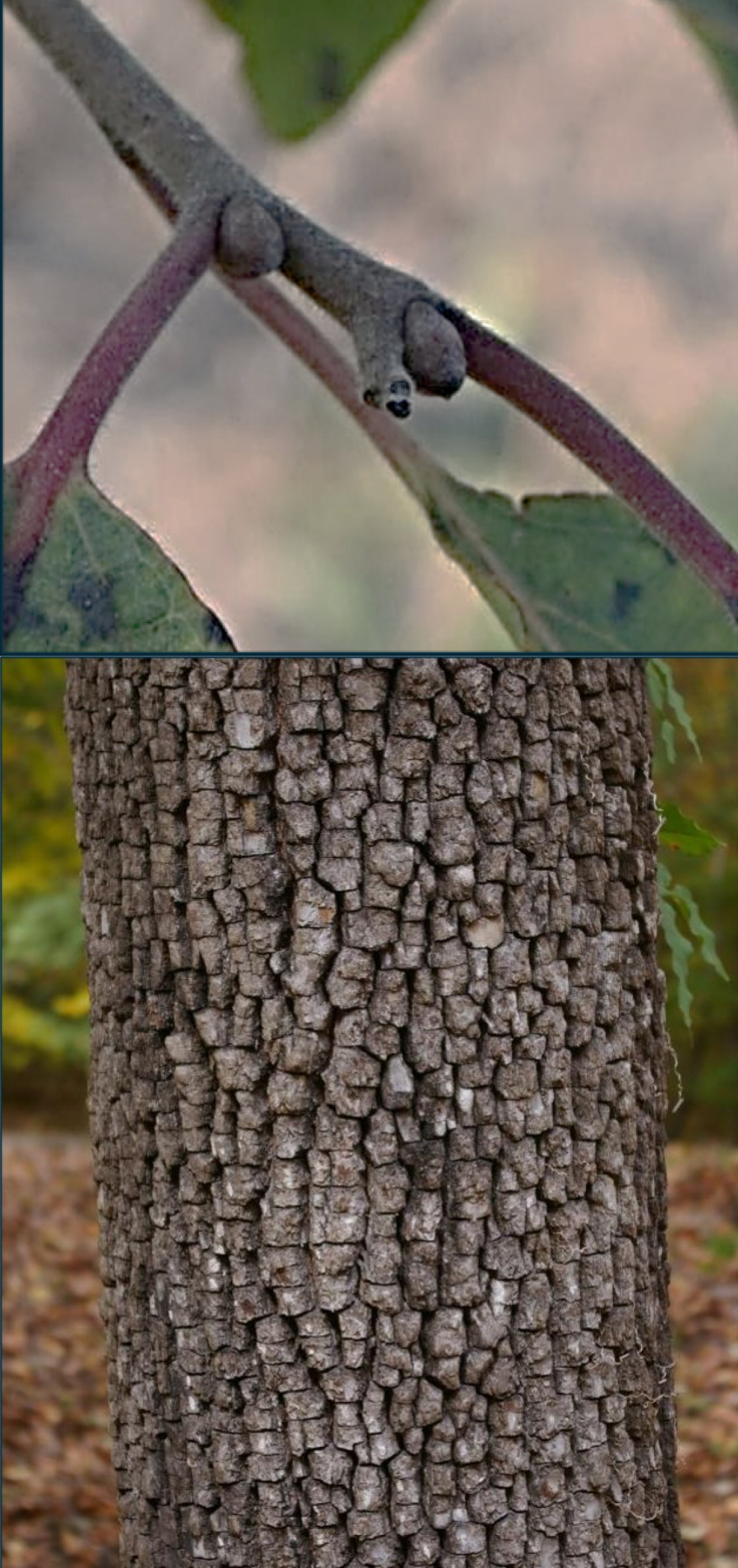 <p>Family: Ebenaceae</p><p>Genus: Diospyros</p><p>Epithet: virginiana</p>