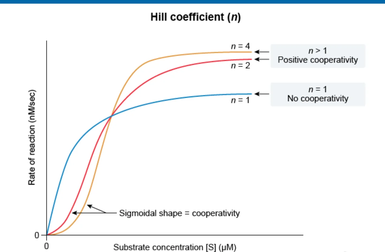 <p>Hill’s coefficient &gt; 1; I.e. After one ligand is bound the affinity of the enzyme for further ligands increases</p>