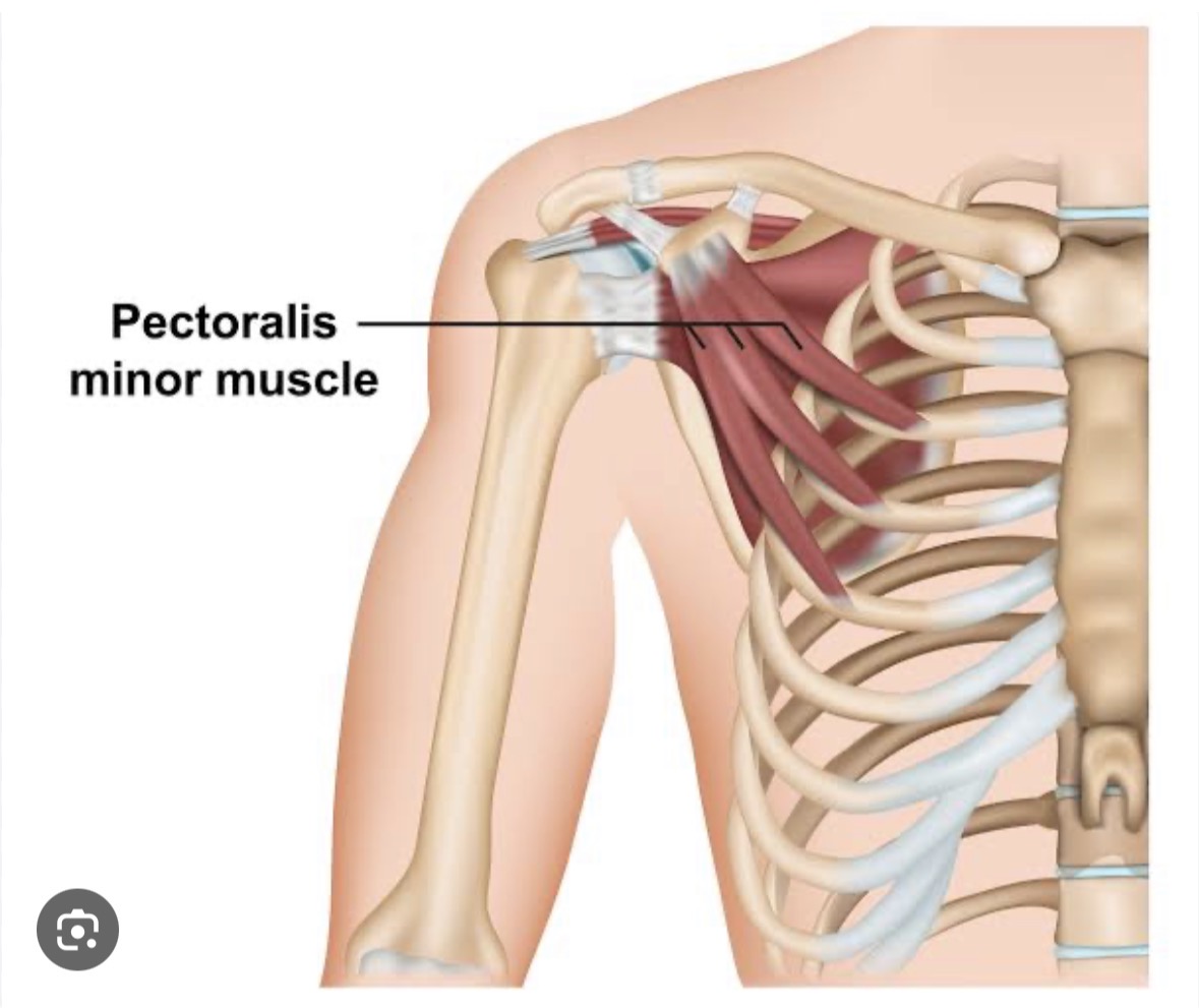 <p>Under pec major </p>