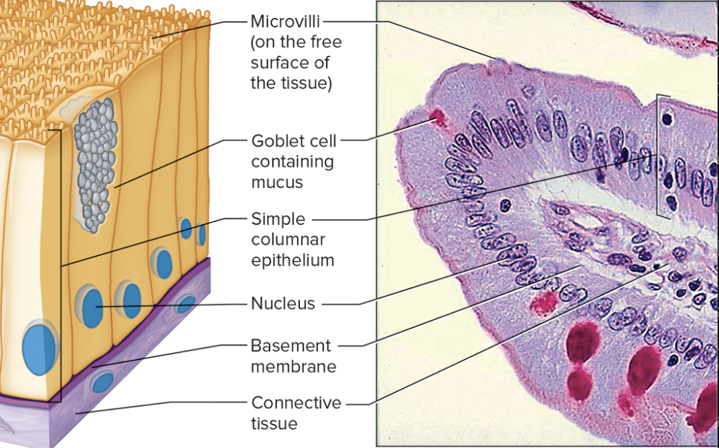 <p>simple columnar epithelium consists of a single layer of cells of column-shaped cells whose nuclei are typically at the same level, near the basement membrane. simple columnar epithelium can be ciliated or nonciliated. simple columnar epithelium lines the uterus and portions of the digestive tract (stomach, intestines)— these elongated cells form thick tissues which protect underlying tissues. It also secretes digestive fluids and absorbs nutrients from digested food (via microvilli that extend from the epithelial cells), and goblet cells secrete mucus onto the free surface of the tissue</p>