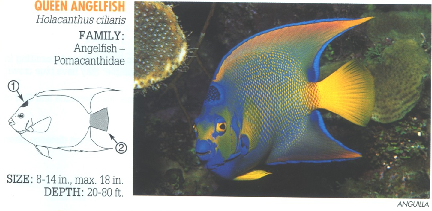 <p><span>1. Dark blue spot on forehead, speckled and ringed with brilliant blue, forms the “crown.” 2. Tail yellow.</span></p>