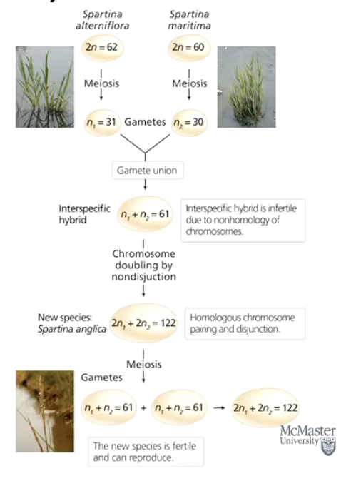<ul><li><p>Chromosome number differs slightly between two species. </p></li><li><p>Fusion of gametes leads to <strong>2n=61</strong> chromosomes <strong>(odd number)</strong></p></li><li><p><strong>Mitotic nondisjunction doubles chromosome count</strong> → creates <strong>even number</strong> (e.g., 2n = 122).</p></li><li><p>Results in <strong>reproductively isolated species (2n=122) </strong>that are now <strong>fertile</strong> and can <strong>reproduce</strong> → creates new plant species.</p></li></ul><p></p>
