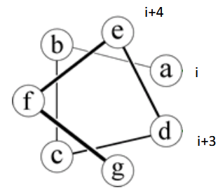 <p>represents the alpha helix; Heptad Repeat: left-handed twist makes 3.5 residues/turn</p>
