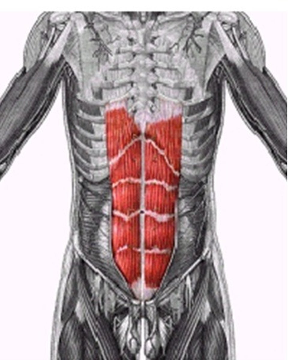 <p>flexes lumber portion of vertebral column</p>
