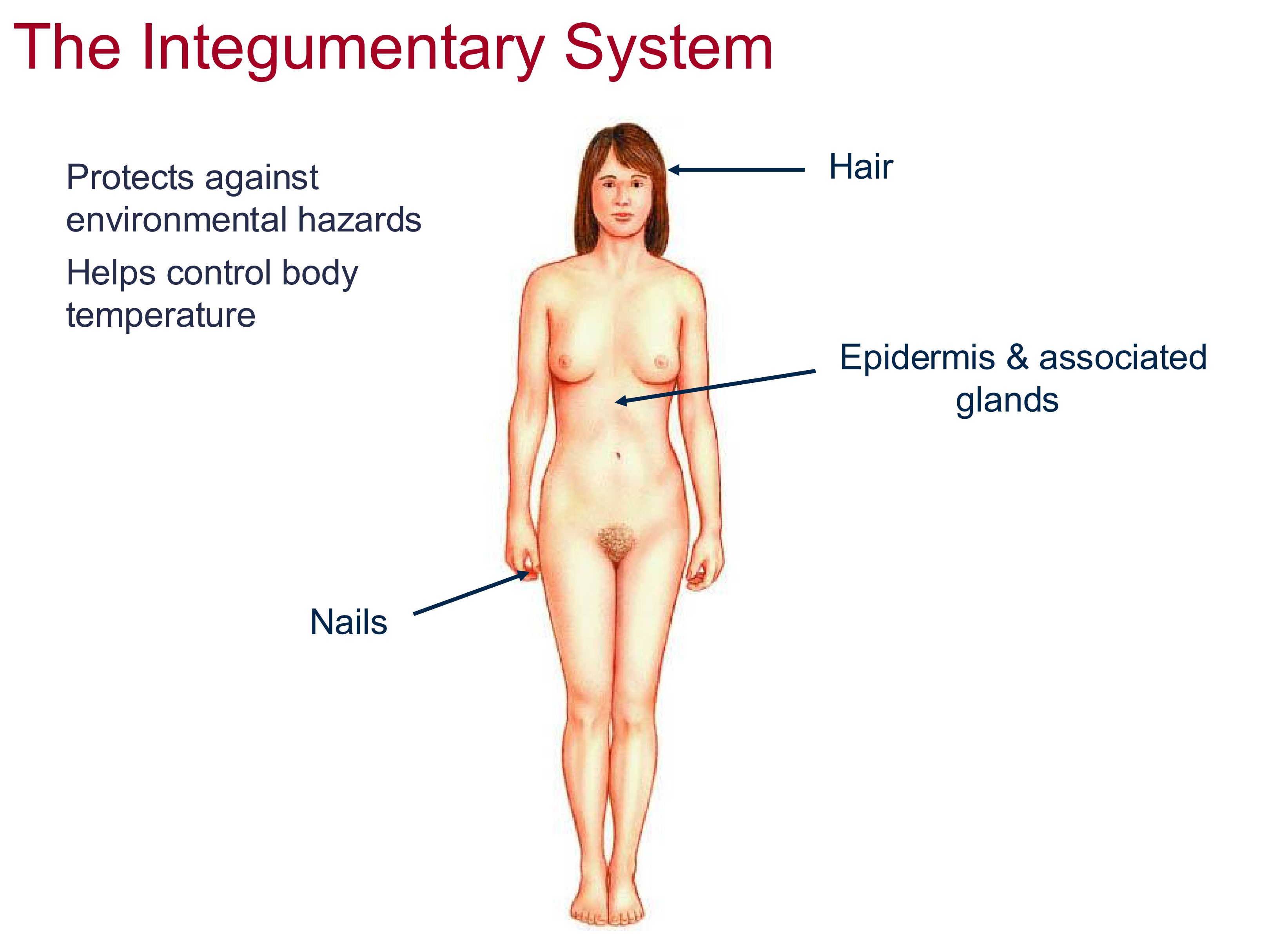 <p>hair, nails, epidermis, and associated glands</p>