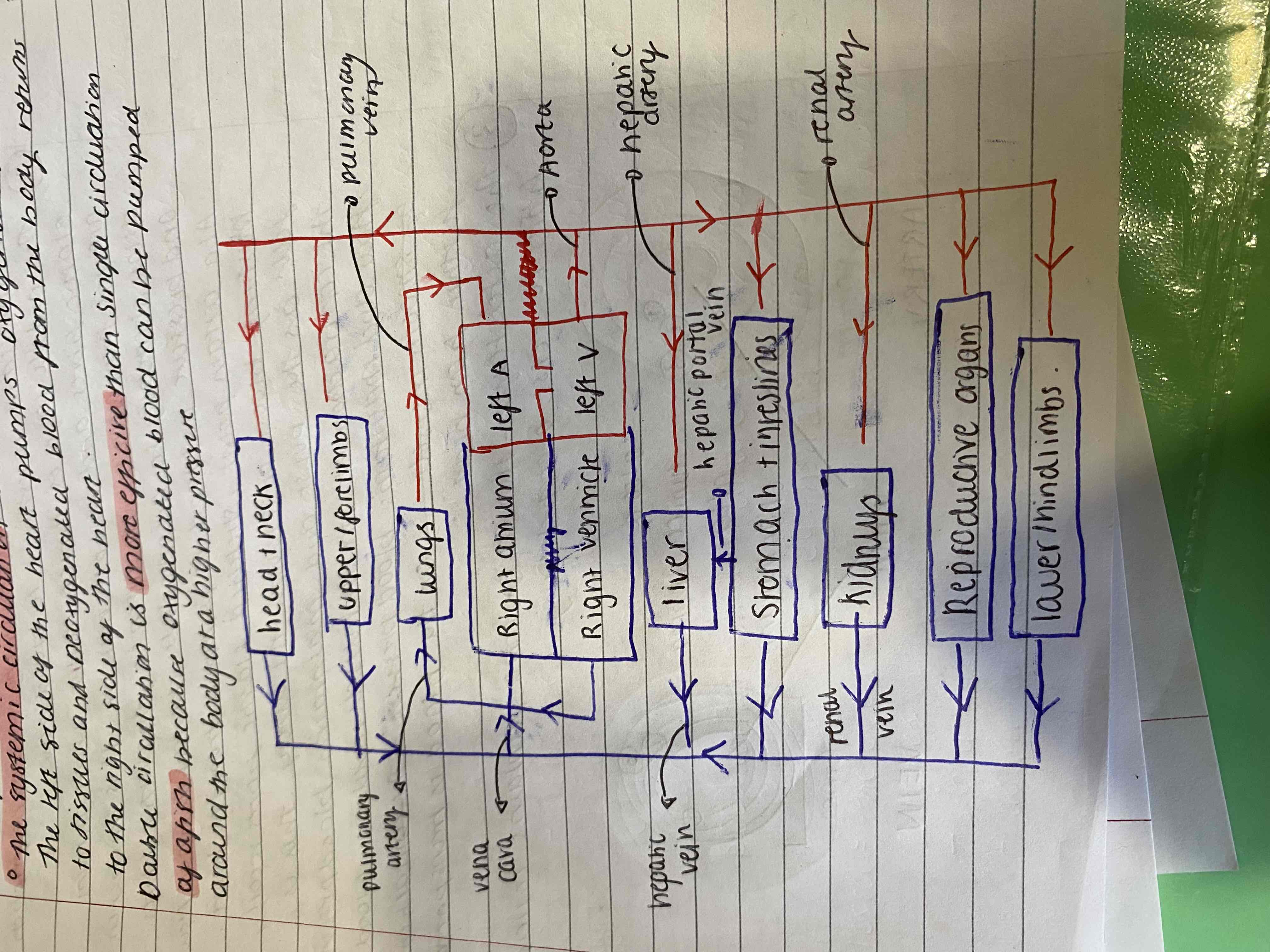 <p>It can be described as two systems</p><ol><li><p>Pulmonary circulation - serves the lungs. The right side of the heart pumps deoxygenated blood to the lungs and oxygenated blood returns to the left side of the heart</p></li><li><p>Systemic circulation- served the body respiring tissues. The left side of the heart pumps oxygenated blood to the body tissues and deoxygenated blood from the body returns to the right side of the heart</p></li></ol>