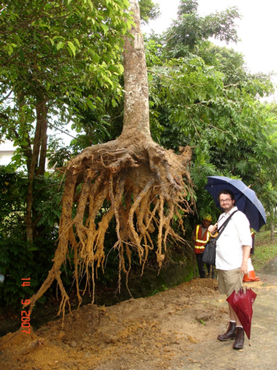 <p>tiêu diệt triệt để, tận gốc</p><p>ex: Aggressive economic interventions are imperative to ... chronic destabilizing poverty.</p>