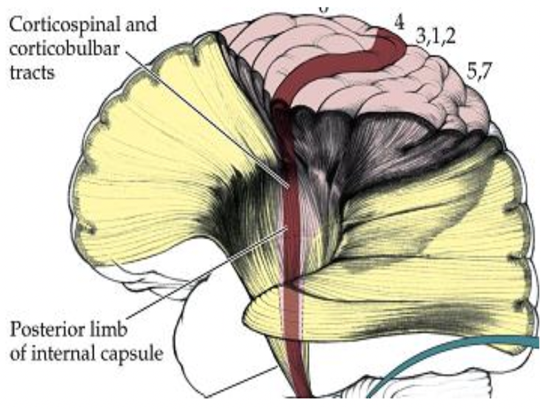 <p>Why are the CST and corticobulbar tract sometimes described together?</p>