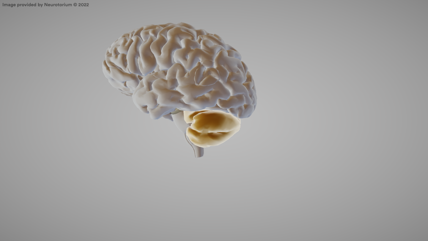 <p>A brain structure that coordinates movement and balance.</p>