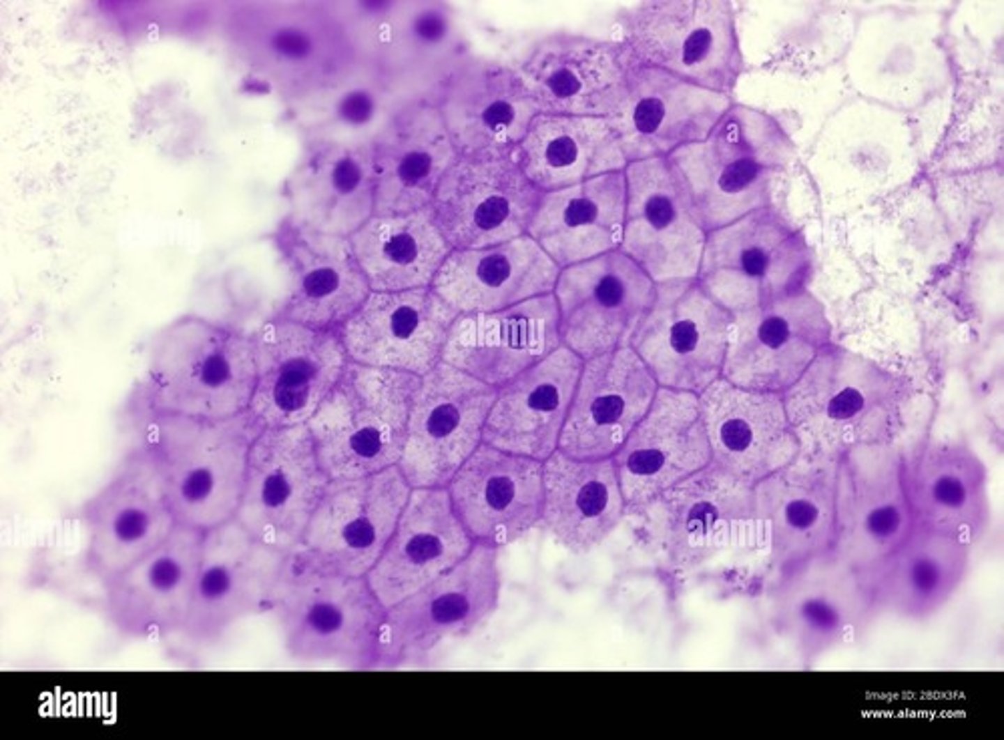 <p>diffusion and secretion</p>