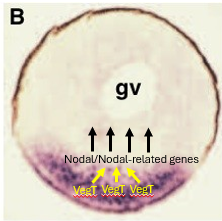 <ul><li><p>VegT is a T-box transcription factor.</p></li><li><p>VegT is encoded by mRNA that is maternally localised to the vegetal hemisphere of the Xenopus egg. </p></li><li><p>After fertilization, VegT protein is synthesised and binds to the promoters of genes encoding proteins related to the secreted morphogen <strong><u>Nodal</u></strong> - (Xnr genes - Xenopus nodal-related) activating their transcription.  </p></li><li><p>These Nodal signals are crucial for inducing mesoderm and patterning the endoderm.</p></li><li><p>Nodal <span>is part of the Transforming Growth Factor Beta (TGF-</span>β<span>) protein family.</span></p></li></ul><p></p>