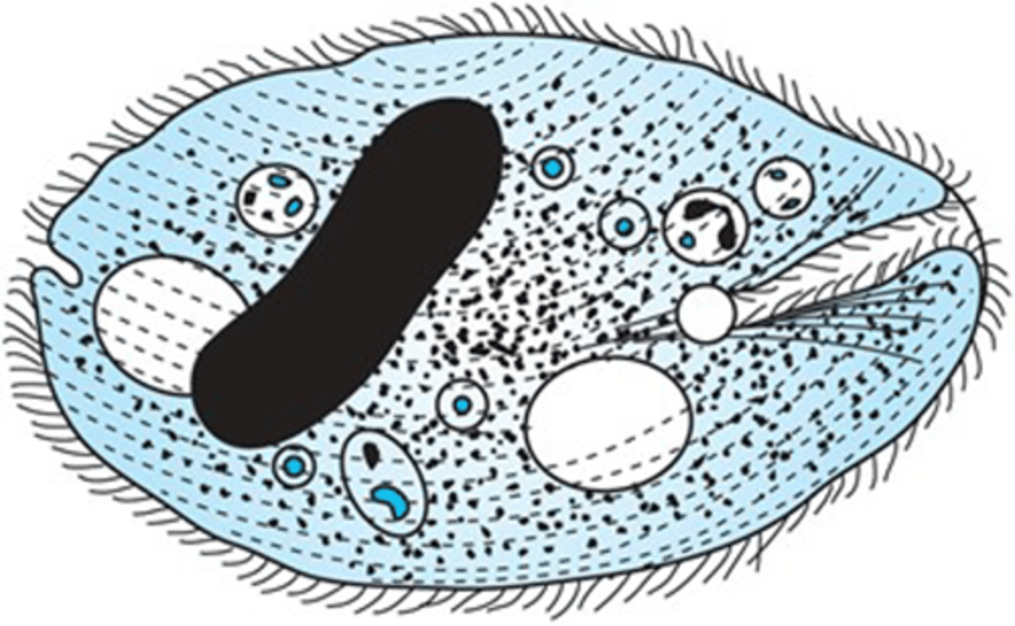 <p>The hair-like structures used to move this protozoan place it in the phylum:</p>