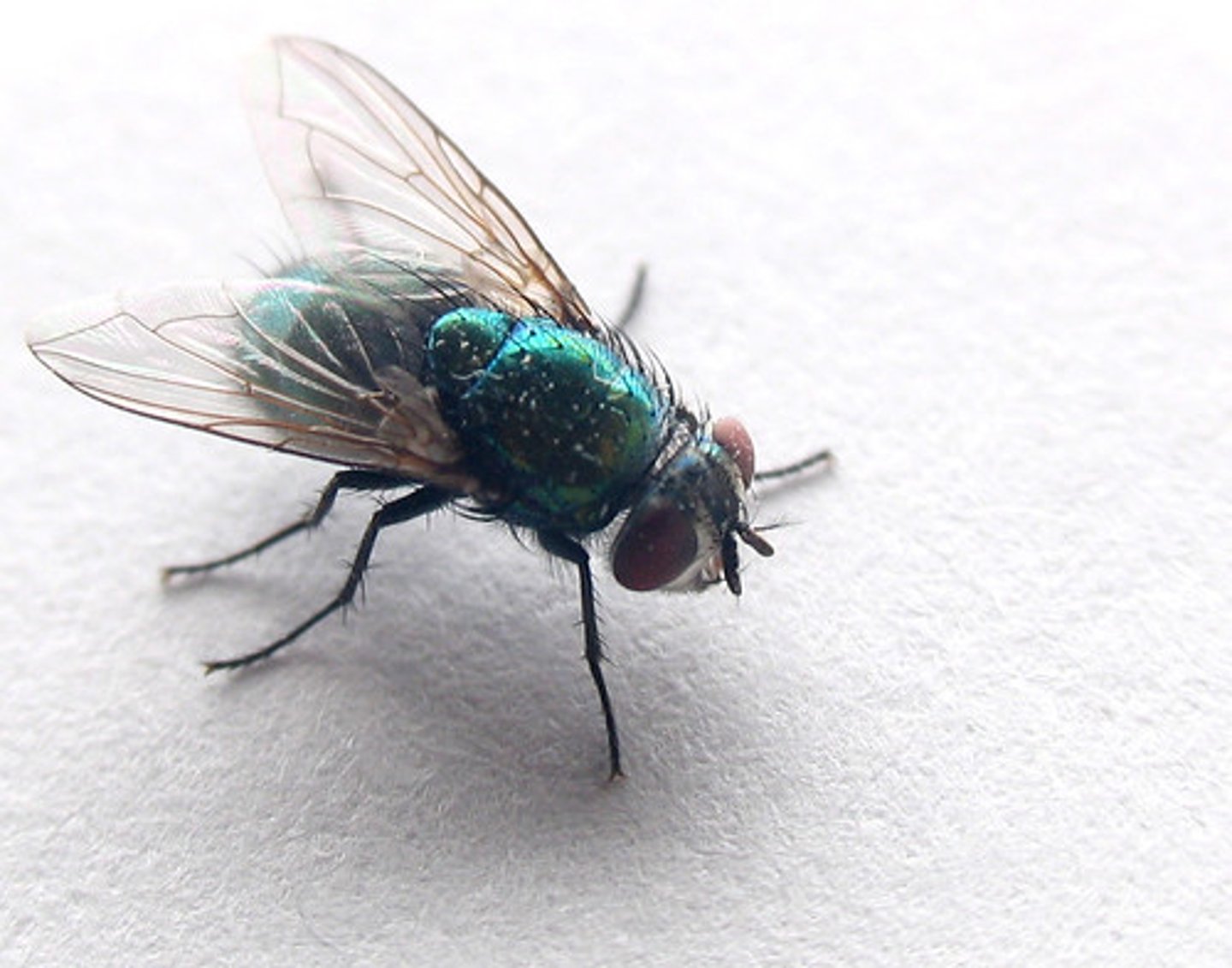 <p>fly</p>