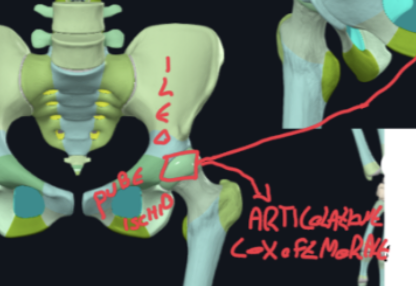 <p>Parte superiore dell’anca, presenta il Corpo e l’Ala:</p><ul><li><p>Corpo → robusto e articolato con pube ed ischio</p></li><li><p>Ala → appiattita, forma a ventaglio, con il margine superiore che rappresenta la CRESTA ILIACA</p></li></ul><p>Cresta Iliaca:</p><ul><li><p>Decorre dalla spina iliaca anteriore superiore alla posteriore superiore, poi sotto a queste abbiamo anche le spine iliache anteriore e posteriore inferiore</p></li></ul><ul><li><p>Poi posteriormente alla Spina Iliaca Anteriore Superiore abbiamo il Tubercolo Iliaco (o della cresta iliaca)</p></li><li><p>Lungo la cresta iliaca individuiamo i labbri esterni e interni tra la zona intermedia, dove si inseriscono i muscoli larghi dell’addome</p></li></ul><p>Incisure, Eminenze e Linee:</p><ul><li><p>Posteriormente → sotto la Spina Iliaca Posteriore Inferiore, abbiamo la Grande Incisura Ischiatica</p></li><li><p>Anteriormente → sotto la Spina Iliaca Anteriore Inferiore, abbiamo l’Eminenza Ileopubica, punto di fusione con il pube</p></li><li><p>Medialmente → dall’osso sacro, all’eminenza ileopubica, abbiamo la Linea Arcuata, che separa la grande pelvi dalla piccola pelvi</p></li></ul><p></p>