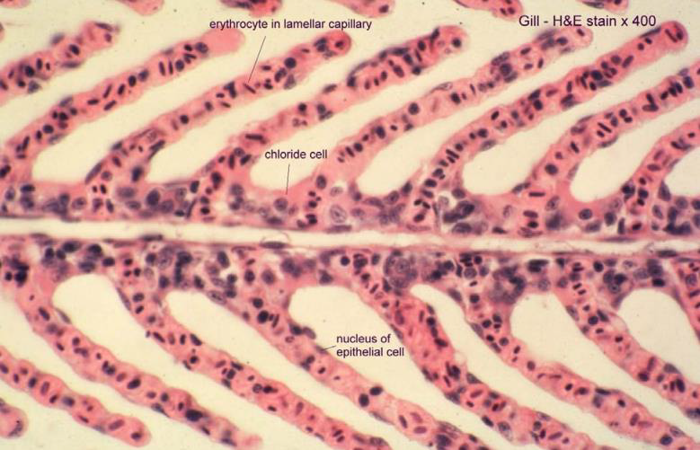 <p>4 βραγχιακα τοξα —&gt; 1γενη βραγχιακα νηματια (χονδρινος/οστεινος ιστος) —&gt; 2γενη βραγχιακα νηματια (επιθηλ, στηρικτικα κ βλενογον κ χλωριοκυτταρα) </p>