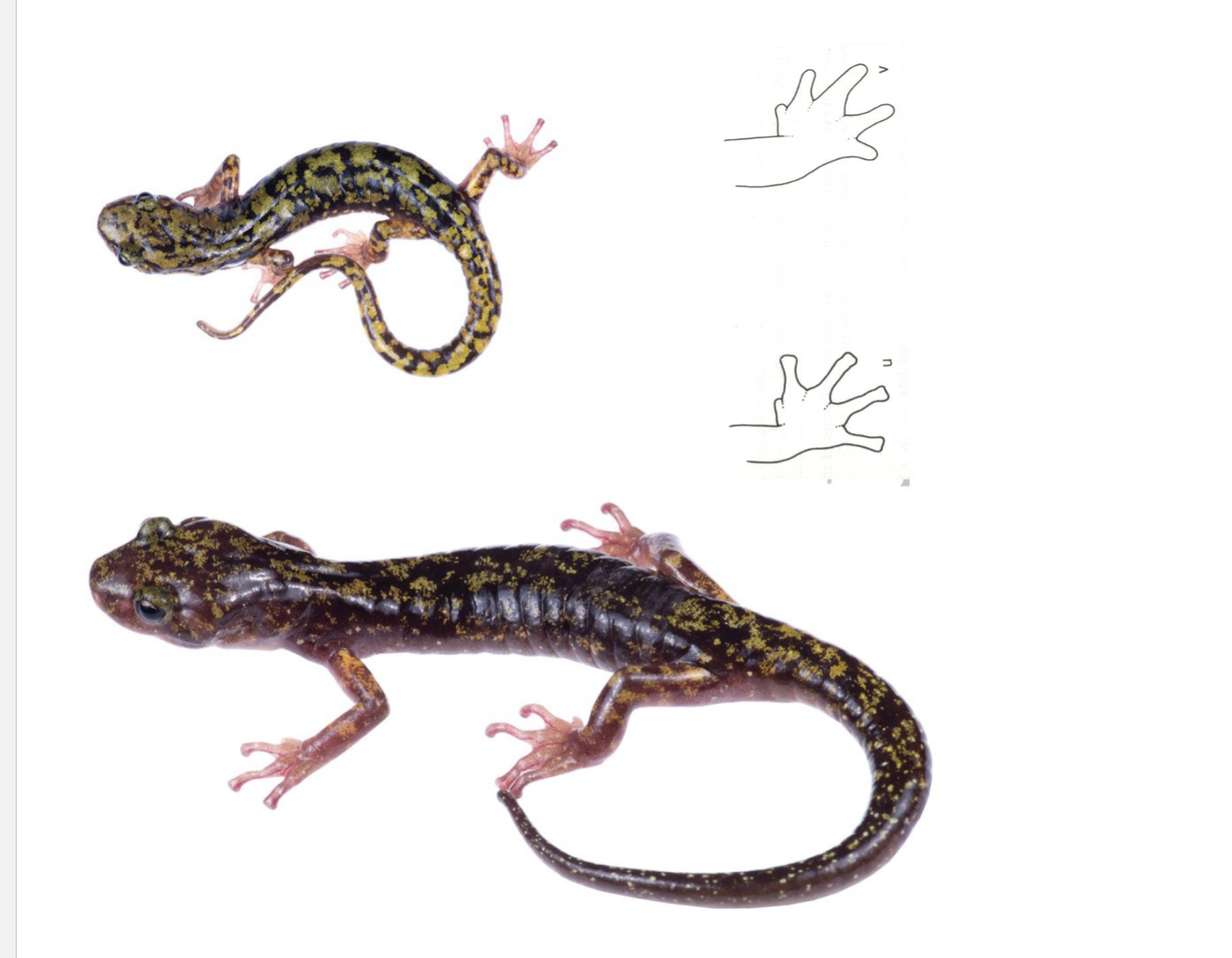 <p>tips of toes are squared, E. KY</p>