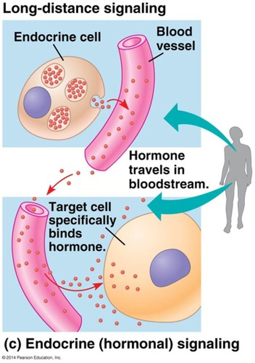 <p>Cells secrete hormones into the bloodstream to signal distant cells. The ligand has to travel a far distance. EX) Hormones</p>