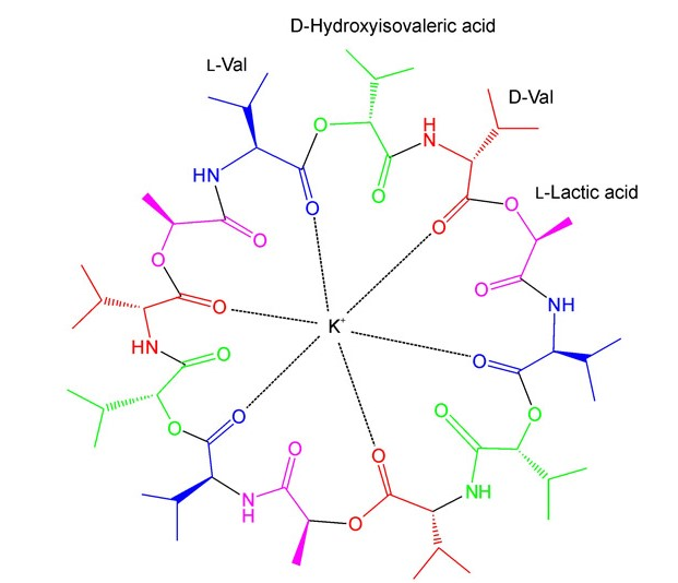 <p>Valinomycin</p><ul><li><p>A macrocyclic molecule consisting of alternating L-Val, D-hydroxyisovaleric acid, D-Val, and L-lactic acid residues connected to each other via peptide and ester binds</p></li><li><p>Specifically binds potassium ions over sodium ions</p></li></ul>