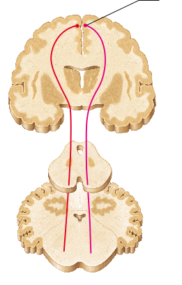 <p>The descending fibers in the figure provide for which of the following functions?</p><p></p><p>involuntary control of cardiac muscle</p><p>conscious awareness of sensory information</p><p>voluntary control of skeletal muscle</p><p>involuntary control of smooth muscle</p>