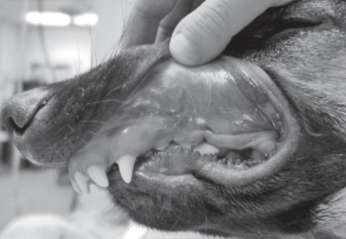 <p>Identify this malocclusion by class</p>