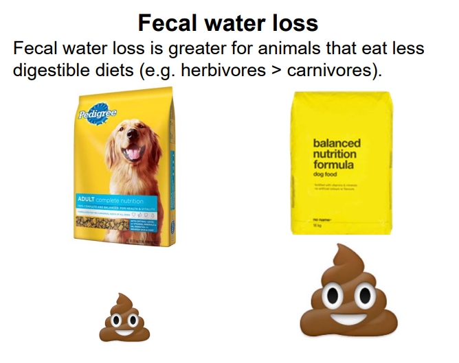 <ul><li><p> Fecal water loss tends to be higher in animals consuming lower digestible diets (e.g., herbivores generally losing more water than carnivores) because a larger volume of less digested material holds more water.</p></li></ul><p></p>
