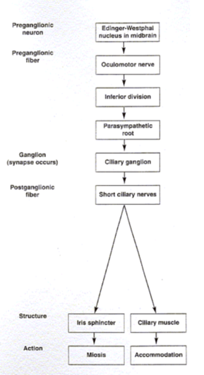 <p>1. EW nucleus</p><p>2. oculomotor nerve (CN III)</p><p>3. ciliary ganglion</p><p>4. short ciliary nerve</p><p>5. iris sphincter</p>