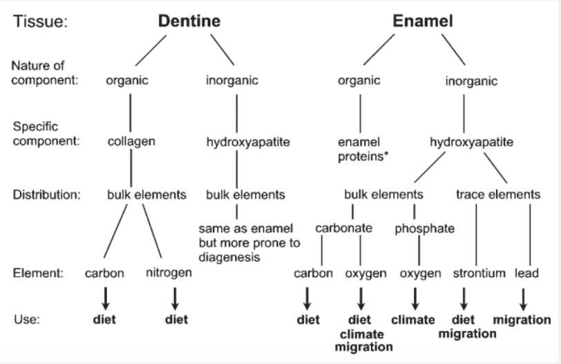 <p><strong><span style="font-family: Times New Roman, serif">Studying the amount of carbon and nitrogen in dentin can determine an organism’s diet.</span></strong></p>