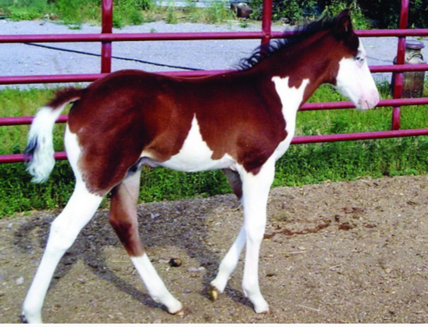 <p>type of pinto pattern where it is less common, splashed white coats horizontally oriented white marking, blue eyes, congenital deafness</p>
