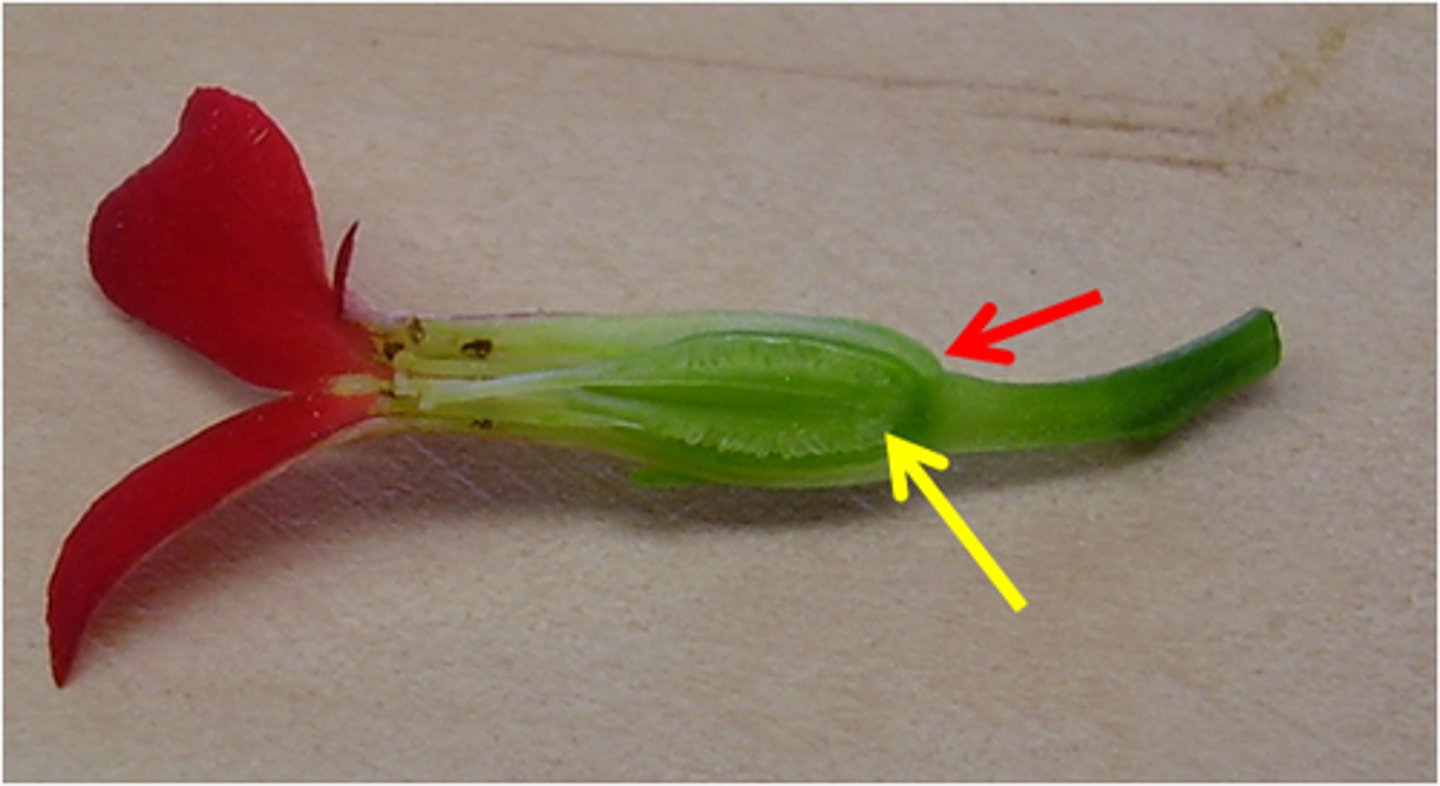 <p>What plant part is this picture pointing to?</p>