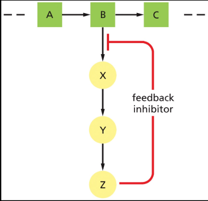 <p>Based on the Following Model, Which of the Following Statements is Not True?</p>