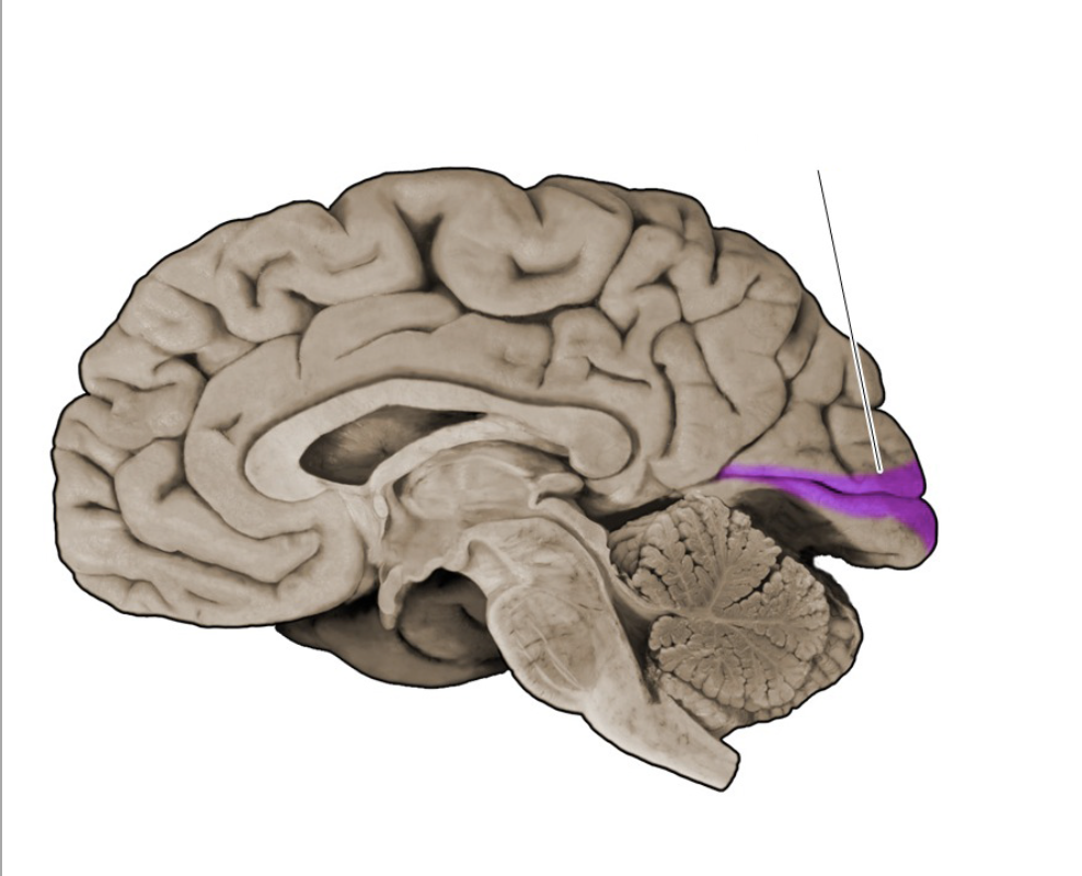 <p>Primary visual cortex</p>