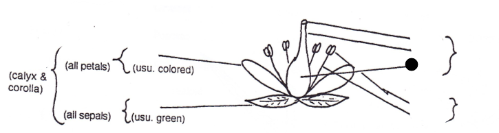 <p>Part of flower?</p>
