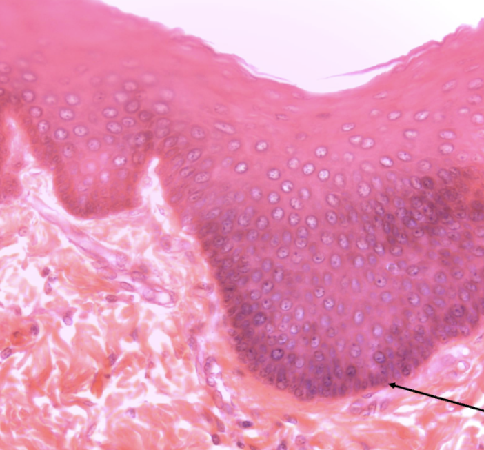 <ol><li><p><strong>Name this tissue type</strong></p></li><li><p><strong>Name a location<br>where you can find this tissue in<br>the body.</strong></p></li></ol><p></p>