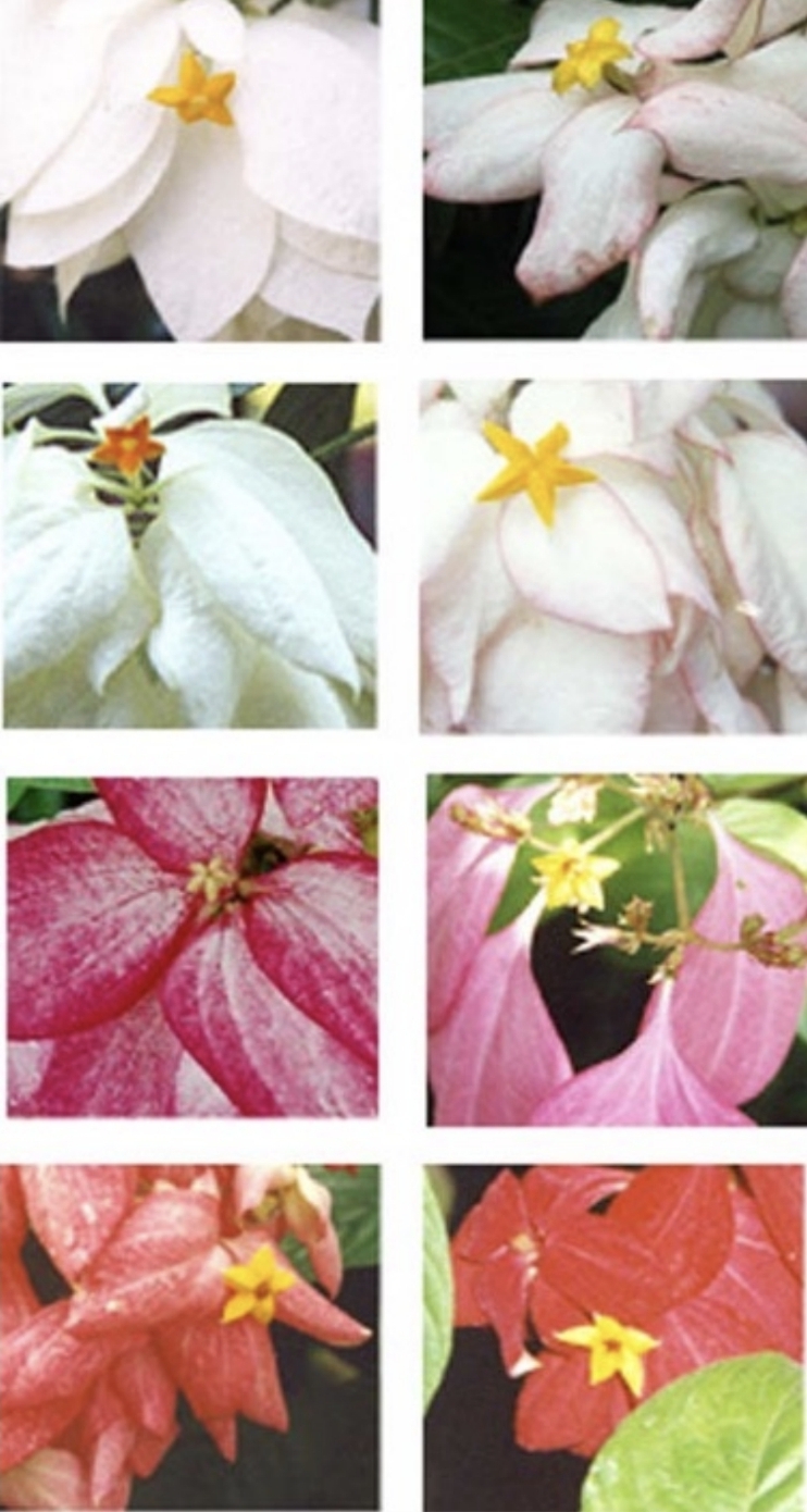<p>Variety of Mussaenda</p>