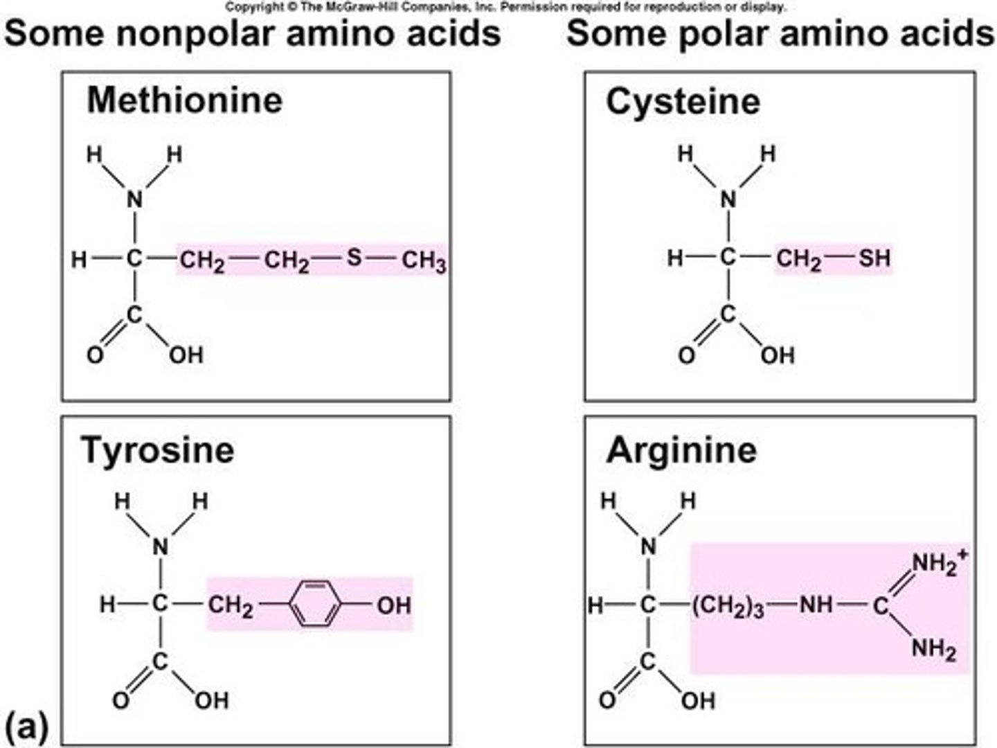 <p>Amino acids.</p>