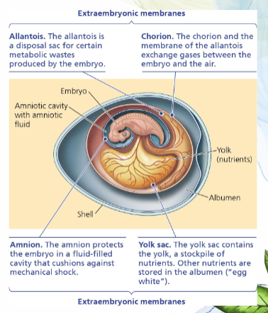 <p>Amniotic Egg</p>