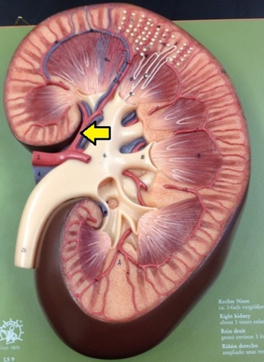 <p>move blood from renal artery to interlobar artery</p>