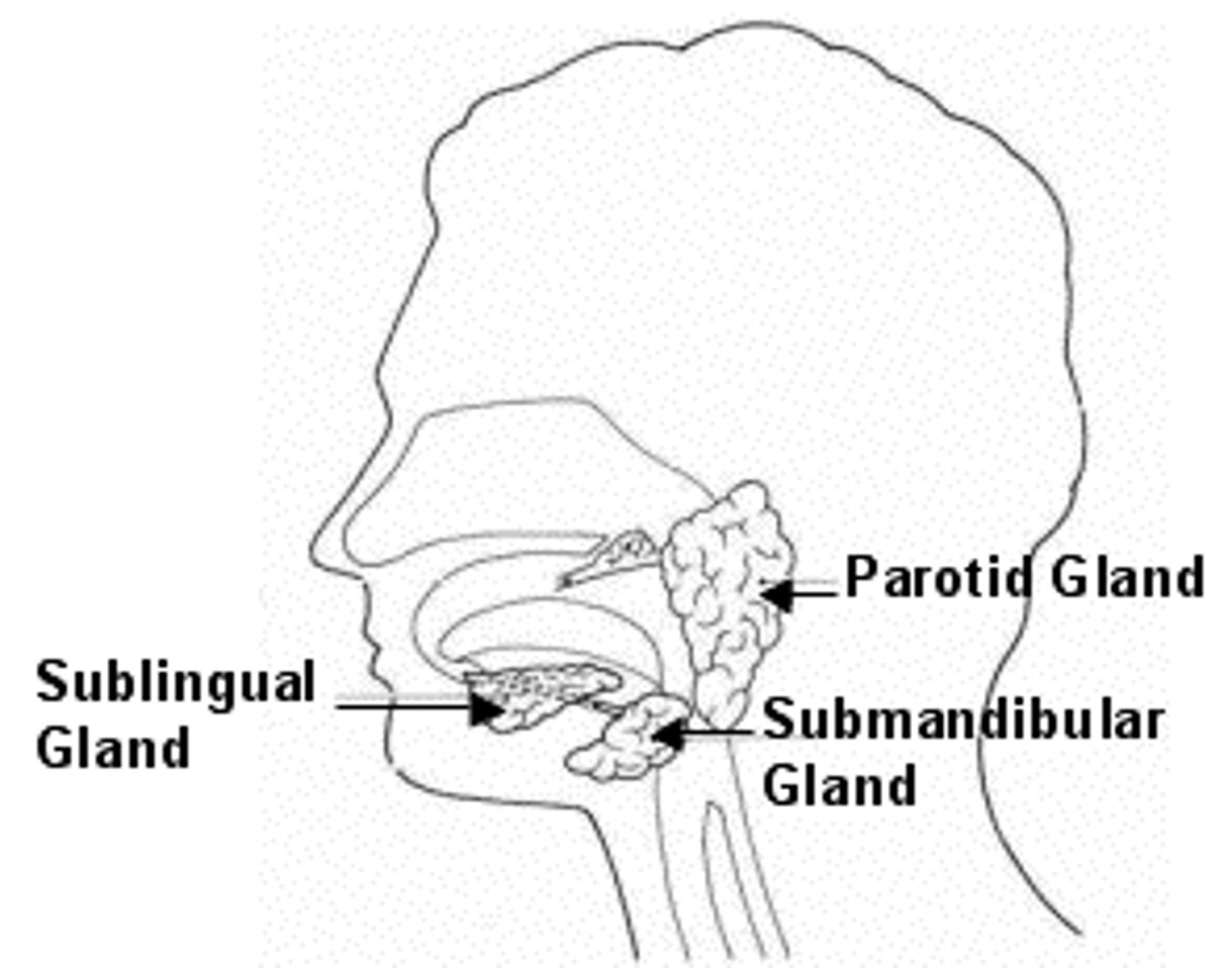 <p>The largest of the salivary glands which lie inferior to each ear</p>