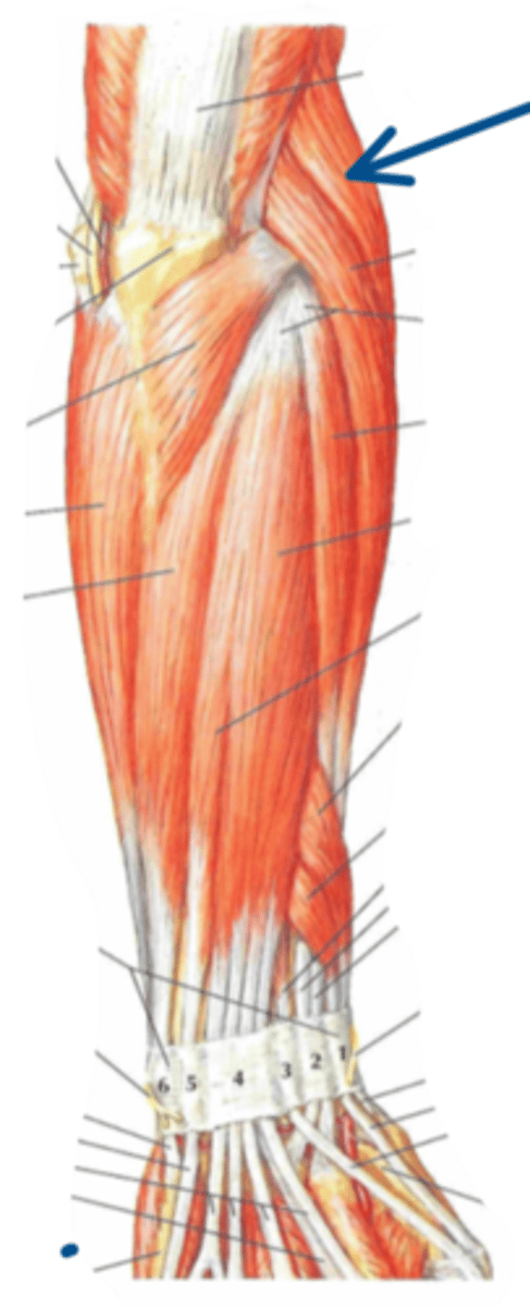 <p>Identify the innervation of the structure indicated by the arrow</p>