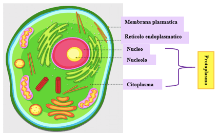 <p>Der lebendige Inhalt der Zelle - Zellkern und Cytoplasma</p>