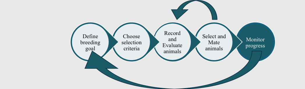 <p>What is within breed/line selection?</p>