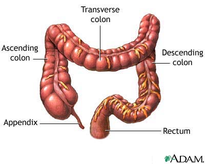 <p>-main goal: absorption of water &amp; some vitamins</p><p>-has <strong>haustra </strong>(bumps that slow down progression of food through intestine so that water can be absorbed)</p><p>-no digestive enzymes</p><p>-dries out indigestible food —&gt; feces</p><p><strong>-appendix:</strong> hangs from LI &amp; contains good bacteria</p>
