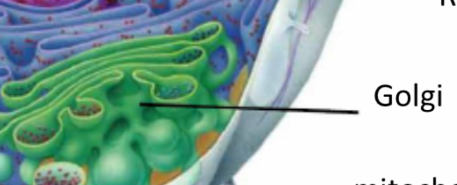<p>Golgi apparatus</p>