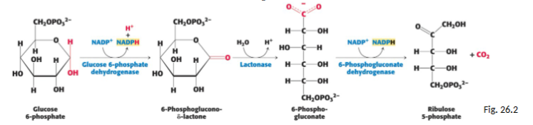 <p>Who initiates the conversion of G6-P → 6phosphoglucono-(delta)-lactone; in the process also reduces NADP+ → NADPH</p>
