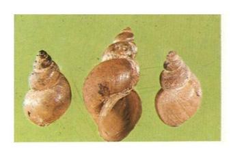 <p>what is this ? </p><p>what is the parasitic value ?</p>