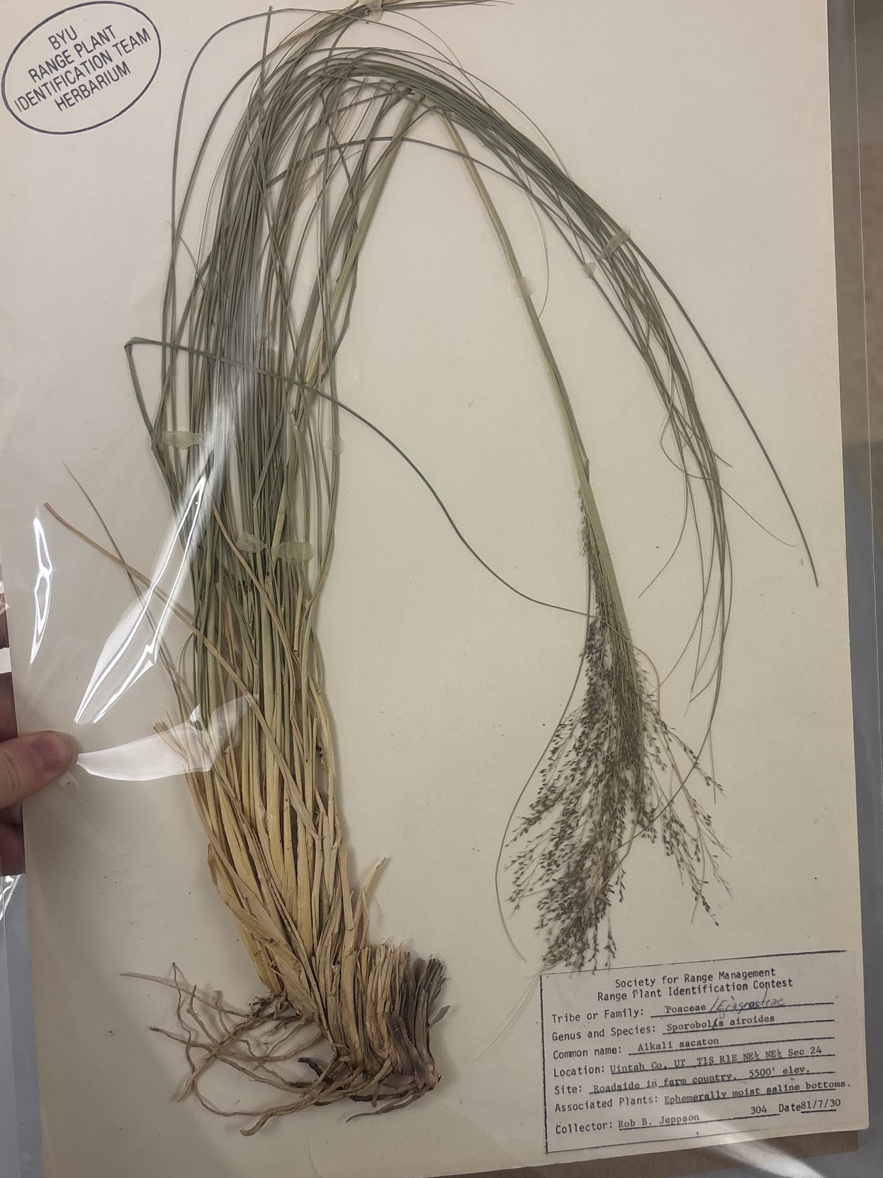 <p>Eragrosteae - Sporobolus airoides - alkali sacaton.  </p>