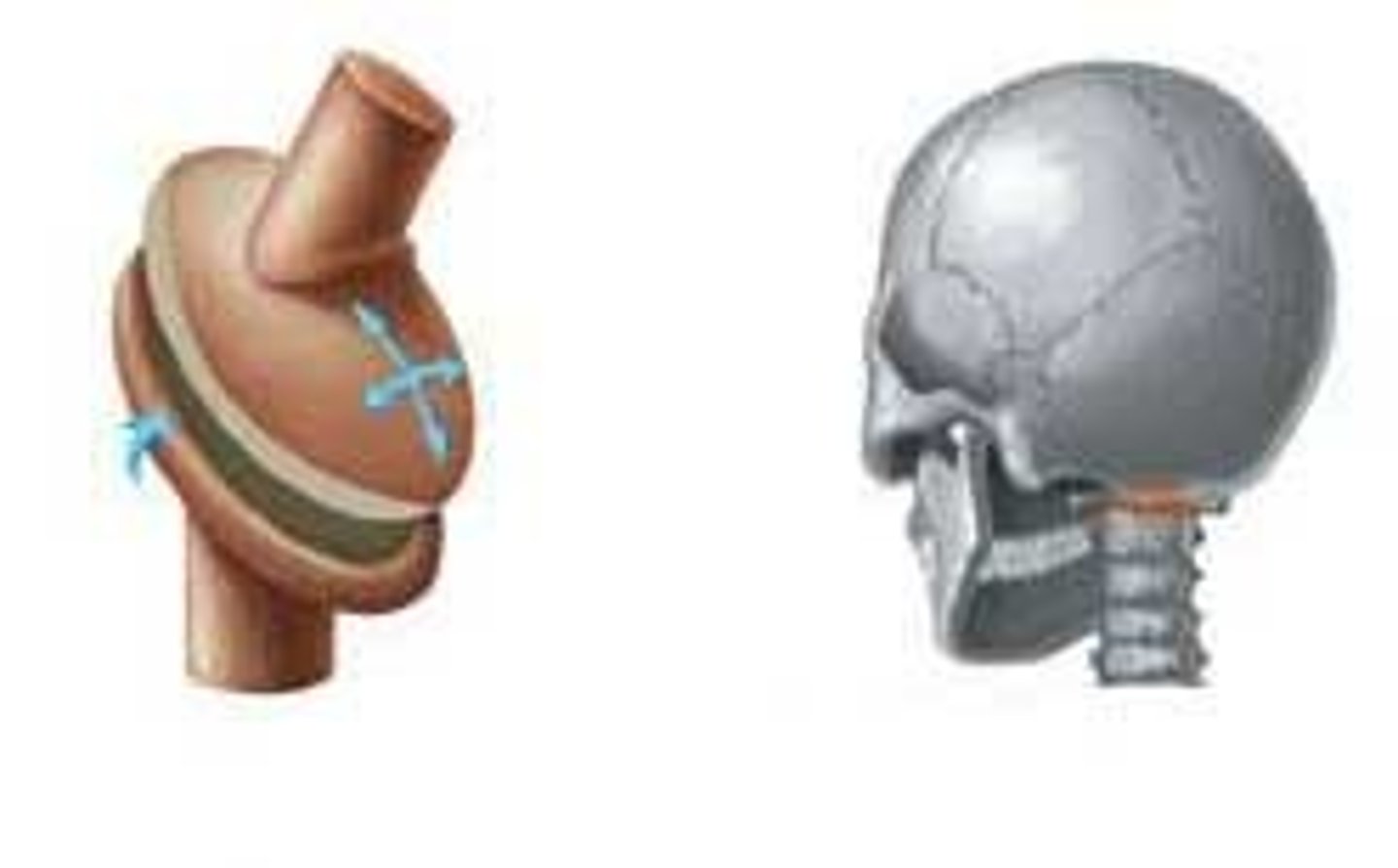<p>superior articular facets of atlas &amp; occipital condyles</p>