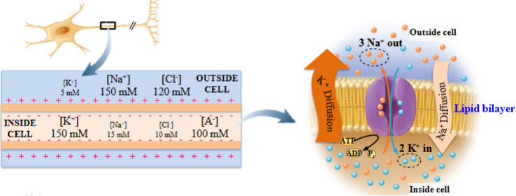 <ul><li><p>At RMP, there is movement of ions (K⁺ and Na⁺) across the PM. </p></li><li><p>K⁺ is pumped into the cell by the Na⁺/K⁺ pump and is leaving through K⁺ leak channels.</p></li><li><p>Na⁺ is pumped out of the cell via the Na⁺/K⁺ pump and coming back into the cell via Na⁺ leak channels. </p><ul><li><p>Less Na⁺ is coming out of the leak channels. </p></li></ul></li><li><p>End result of ion movement = -70mV.</p></li></ul><p></p>